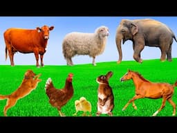 Farm Animal Sounds: Cat, Cow, Chicken, Dog, Duck, Rabbit - Cat Sounds