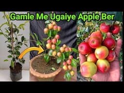 Gamle Me Ugaiye Apple Ber | 1Sal Me Hi Dher Sare Fal Dega Is Tarike Se| How To Grow Apple Ber In Pot