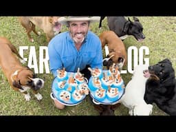 Dog Video of Dogs Enjoying Delicious Treats | Dog Farm Sanctuary Australia