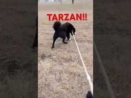 4by4 TARZAN!