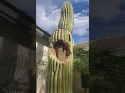 Cactus Bones from a Saguaro Cactus in Arizona