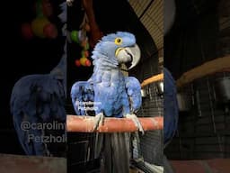 Hysterical Hyacinth Macaw Parrot Bird TALKING!