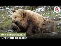 Why is Hibernation Important for Bears? | FOUR PAWS USA | [SUBS]