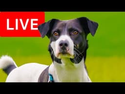 24/7 Variety Stream for Dogs to Watch | Relax My Dog Relaxation Stream