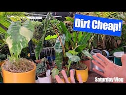 Cheap No Longer Rare Plants | New AeroGarden | How'd The Plants Do in The Snow Storm? Saturday Vlog