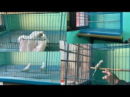 Budgies Parrot 🦜 How to Care New Beginner Budgies Parrot