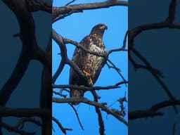 Young Bald Eagle Captured Through Binocular lens #baldeagle #eagles #nature #wildlife #outdoors