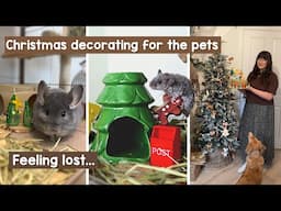 Christmas decorating for the pets & feeling lost | VLOG