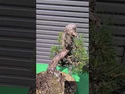 Former Highlands Bonsai JBP now at Matsuro Bonsai Sydney.