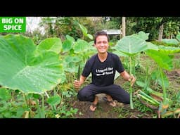 How to Eat TARO STEMS - Full Harvest + Cooking Thai Food! | Organic Farm in Chiang Mai!