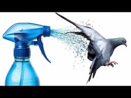 Just a Few Sprays and Pigeons Leave Permanently From Your Yard, Garden & Balcony