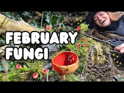 3 Must Know Mushrooms for February | ID, Harvesting & Uses