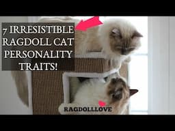 7 Irresistible Ragdoll Cat Personality Traits (That'll Make You Want One!)