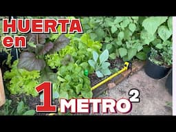 Pequeños espacios Grandes cosechas  Como tener un huerto organico en casa