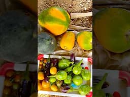 #sunday my garden fruits Harvest #organicgardening మాకొత్త garden లో #watermelon #papaya #fruits