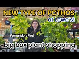 NEW $20 POTHOS AT LOWE'S! Big Box Plant Shopping at Home Depot & Lowes - Indoor Plants & Houseplants