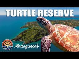 GREEN TURTLES of MADAGASCAR. Drifting Ep. 77