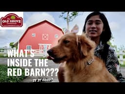 Our Dog Creamy Explores the Red Barn in Old Grove Farmstead