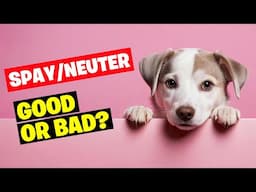 Spaying and Neutering Dogs: Good or Bad?