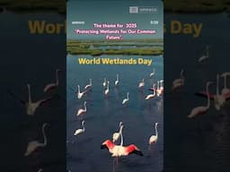 World Wetlands Day 2025 - Protecting Wetlands for our common future #worldwetlandsday #shorts