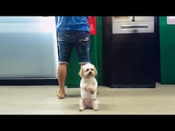 When Your Dog Steps Up as Your Bodyguard 🐶 Funny DOGS Video