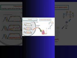 Translation and mRNA! RIBOSOMES! AMINOC ACIDS! #cellbiology #mrna #translation #biochemistry