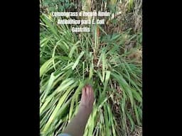 Conoce esta increíble planta medicinal LEMONGRASS #herbolaria #plantasmedicinales #antibiotico