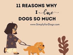 Reasons Why I Love Dogs So Much