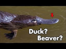 The Platypus: A Bizarre Blend of Mammal and Reptile Traits!