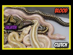 T- Albino Batik x 007 Het T- Albino Blood Python Clutch!