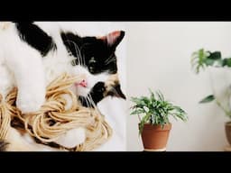 Relaxing ASMR Vlog | Cats & Plants 🐈💗🌱