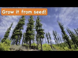 How to Grow a Douglas Fir Tree from Seed [Christmas Trees from Seed]