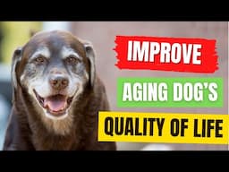 How to Improve Your Aging Dog’s Quality of Life? 5 Simple Ways