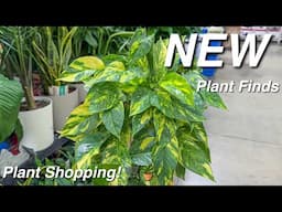 Found the NEW Costa Farms Plant! Big Box Store Walmart Shopping! Repotting Plants & Pest Prevention