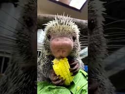 Rico Eating Corn on the Cob to Make Your Day - Cincinnati Zoo #shorts