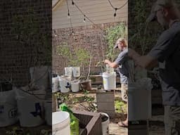 Moving the Container Garden Back Outside || DHBG #garden #gardening #gardeningforbeginners