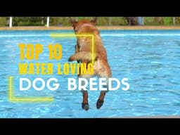 Top 10 Water Loving Dog Breeds