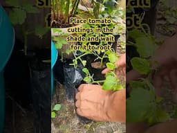 Rooting tomato cuttings #fypシ゚ #tomato #growingincontainers @LateGrower