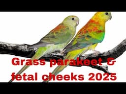 Beautiful grass parakeet breeding & fetil my birds cheeks my farm