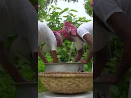 Cleaning Country Chicken Before Cooking #villagegrandpacooking #villagevlog #food #chicken