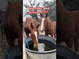 Siblings Toddy and Cinder are so cute! I love watching them grow ❤️ #cutekids #foal #horse