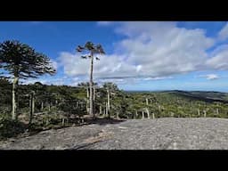 Rants About Pine Plantations in an Araucaria Forest