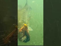 Big Fish #fishing #fishingvideo #shorts