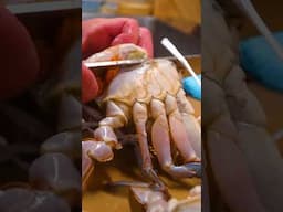 【希少】ワタリガニの捌き方！渡り蟹一筋55年「松屋」How to cut blue crab!