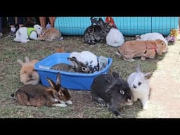 Biggest Bunny Gathering EVER!