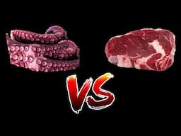 OCTOPUS VS BEEF