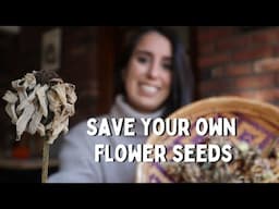 How to Save Seeds from Dried Flowers: Step-by-Step for Beginners