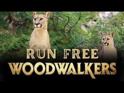 Run Free (from "Woodwalkers")