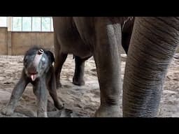 Three-Day Old Baby Elephant Learns To Use New Trunk