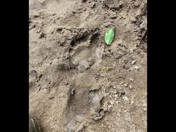 Growling Bigfoot Harasses Cabin Tenants near Cherokee, North Carolina